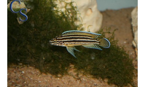 Julidochromis Regani Burundi